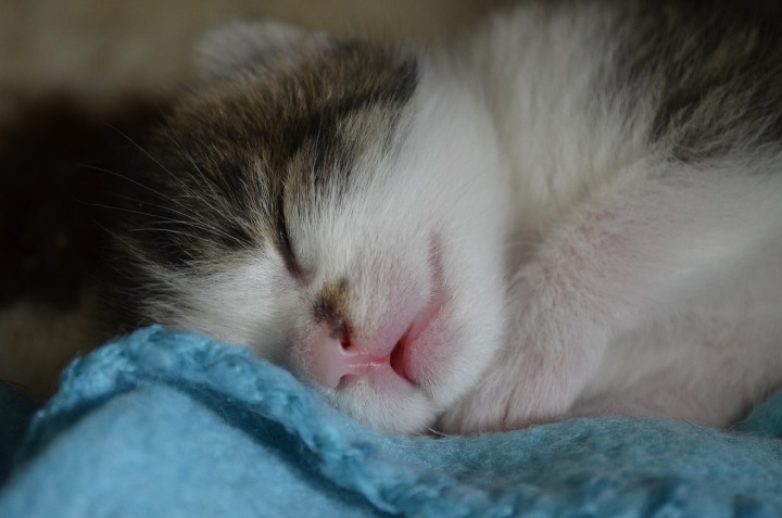 kitten animal welfare